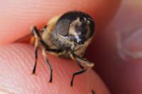 Eristalis similis