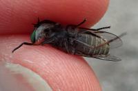 Tabanus quatuornotatus