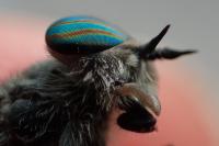 Tabanus quatuornotatus