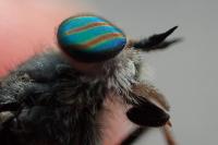 Tabanus quatuornotatus