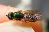 Chloromyia formosa