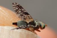 Tephritis matricariae