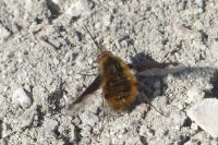 Bombylius major