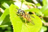 Chrysotoxum intermedium