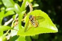 Chrysotoxum intermedium