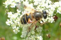 Eristalis horticola