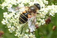 Eristalis horticola