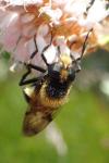 Volucella bombylans