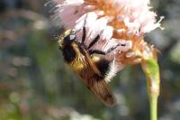 Volucella bombylans