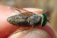 Tabanus bifarius