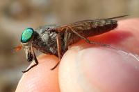 Tabanus bifarius