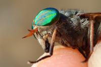 Tabanus bifarius