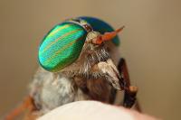 Tabanus bifarius
