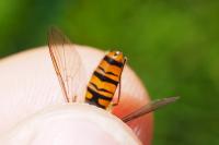 Episyrphus balteatus
