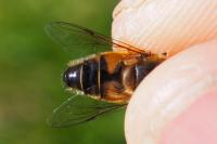 Eristalis similis