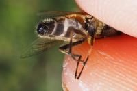 Eristalis similis