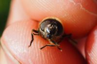 Eristalis similis