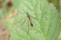 Ptychoptera contaminata