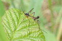 Ptychoptera contaminata