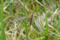 Tipula vernalis