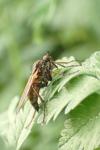 Empis testacea