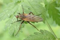 Empis testacea