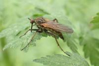 Empis testacea