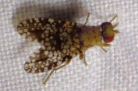 Trypetoptera punctulata