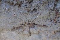 Tipula lateralis