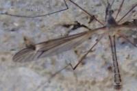 Tipula lateralis