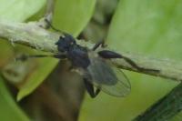 Sphaerocera curvipes