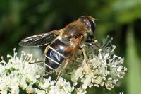 Eristalis nemorum