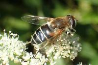 Eristalis nemorum