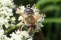 Eristalis nemorum