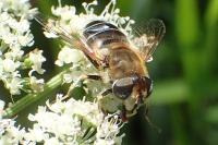 Eristalis nemorum