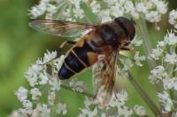 Eristalis pertinax