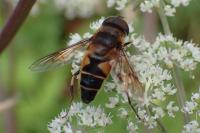 Eristalis pertinax