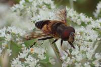 Eristalis pertinax