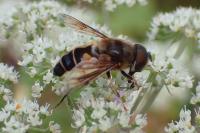 Eristalis pertinax