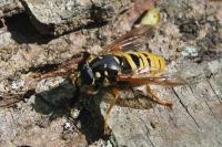 Temnostoma meridionale