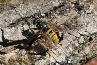 Temnostoma meridionale