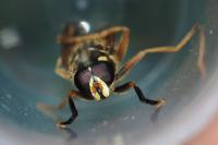 Temnostoma meridionale