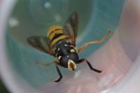 Temnostoma meridionale