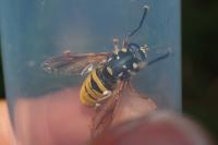 Temnostoma meridionale