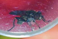 Chalcosyrphus nemorum