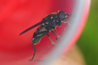 Chalcosyrphus nemorum