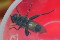 Chalcosyrphus nemorum