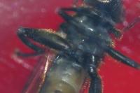 Chalcosyrphus nemorum