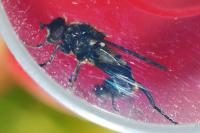 Chalcosyrphus nemorum