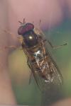 Episyrphus balteatus